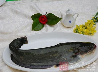鲶魚是我們日常生活中非常常見的魚類