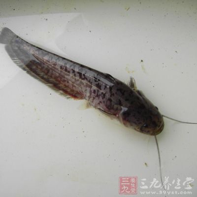 鲇魚不僅像其他魚一樣含有豐富的營養，而且肉質細嫩