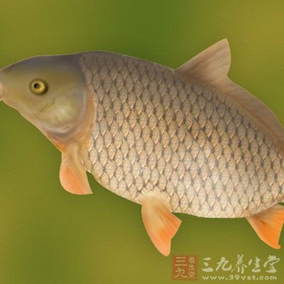 鯉魚:鯉魚的蛋白質不但含量高,而且質量也佳,人體消化吸收率可達96%,並能供給人體必需的氨基酸 鯉魚:鯉魚的蛋白質不但含量高,而且質量也佳,人體消化吸收率可達96%,並能供給人體必需的氨基酸