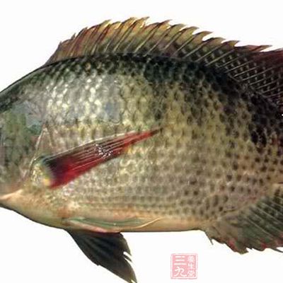 羅非魚又叫非洲鲫魚