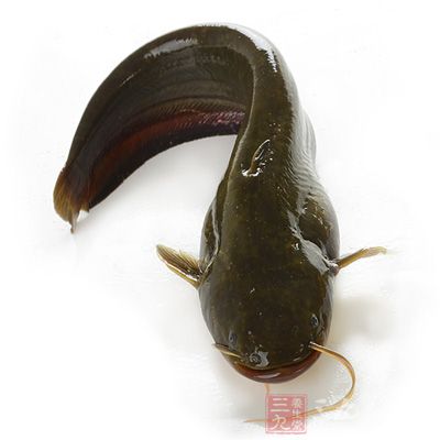 主料：新鮮的鲶魚500g
