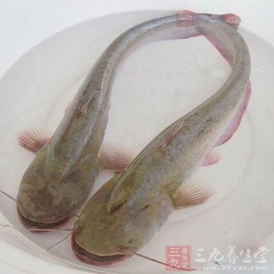 鲇魚藥食俱佳，以炖煮最宜