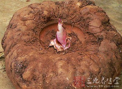 魔芋是一種可以抗癌的食物