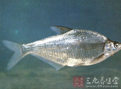鳊魚，又名鳊，亦稱長身鳊、鳊花、油鳊