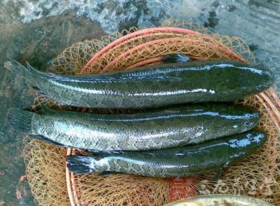 先把烏魚處理後清洗干淨 先把烏魚處理後清洗干淨