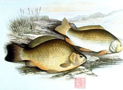 主料:鲫魚一條、老豆腐400克(多少都可以) 主料:鲫魚一條、老豆腐400克(多少都可以)