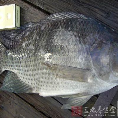 羅非魚處理干淨 羅非魚處理干淨