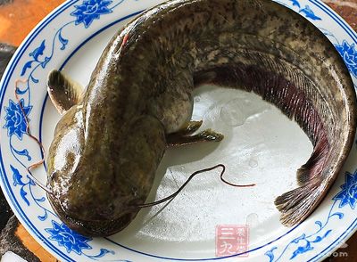 鲶魚是我們日常餐桌上非常常見的魚類了