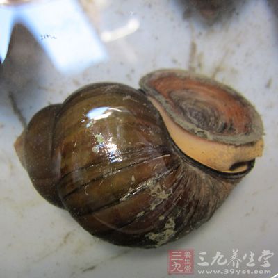 田螺又是一種藥用動物