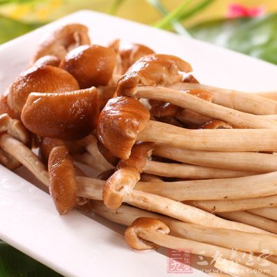 茶樹菇營養豐富，蛋白質含量高達19.55%