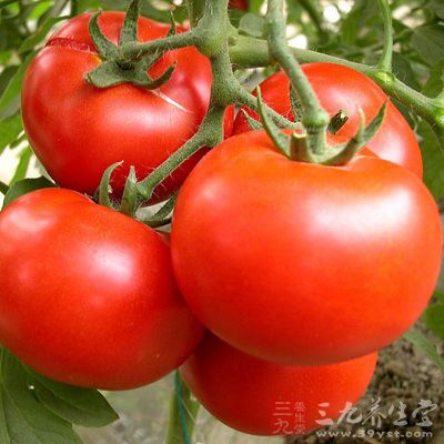 一個成年人每天食用100—200克西紅柿，就能滿足身體對番茄紅素的需要
