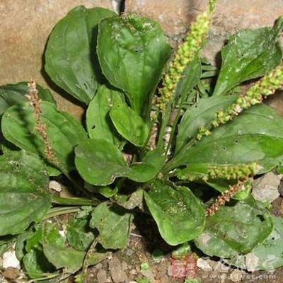 車前湯材料：新鮮的車前草、食用油、蔥花