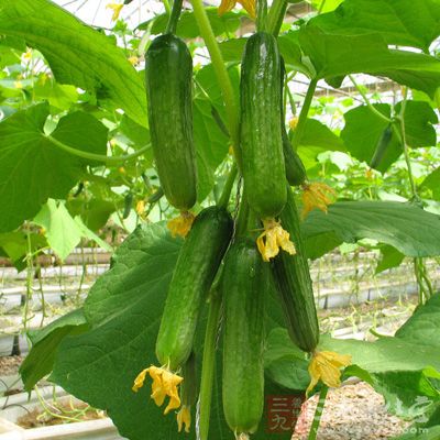 黃瓜味甘，甜、性涼、苦、無毒，入脾、胃、大腸
