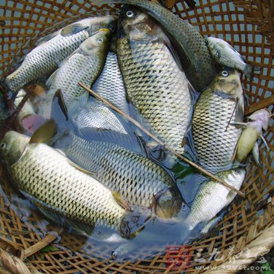 常吃豬肉類食物的病人可更換吃魚