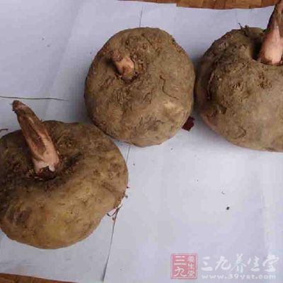 魔芋必須體型勻稱，拿起來重量輕