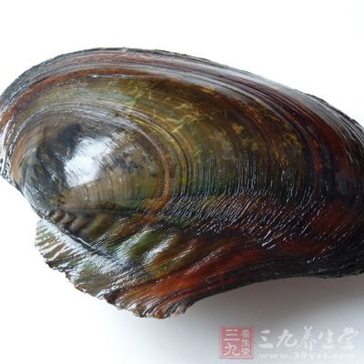 河蚌具有壯骨的功效