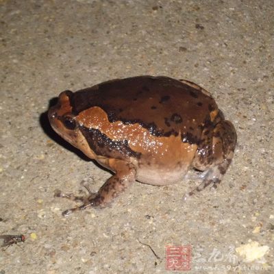 牛蛙有滋補解毒的功效