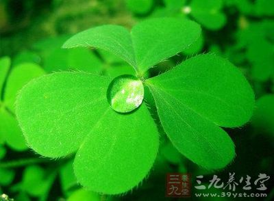 苜蓿中含有大量的鐵元素