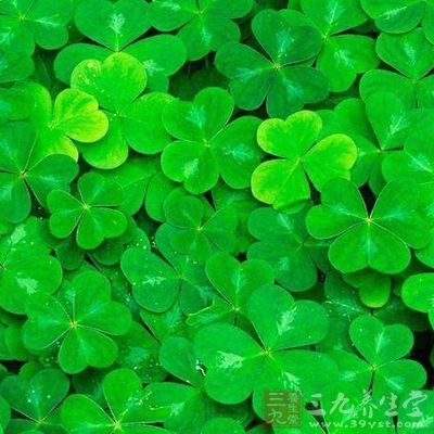 將苜蓿揀去老梗黃葉洗淨後，用旺火重油炒食味極鮮嫩