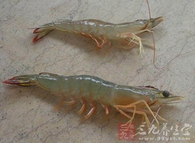 海蝦營養成分豐富，味道鮮美