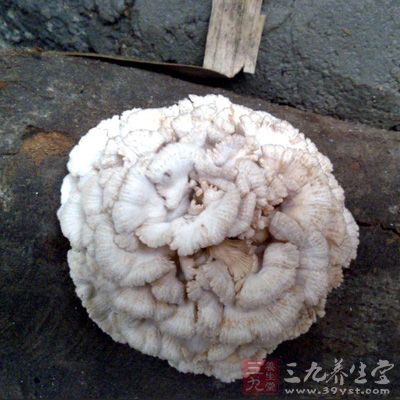 雪蓮菌有規律的預防人身機能結構