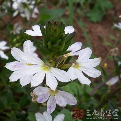 外用偏方2、半邊蓮