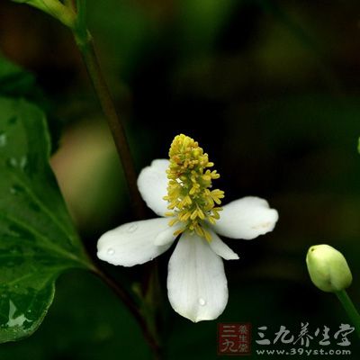 魚腥草10克