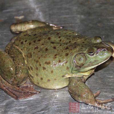 田雞還具有在淺水區域捕獲水中昆蟲、魚類等的能力 田雞還具有在淺水區域捕獲水中昆蟲、魚類等的能力