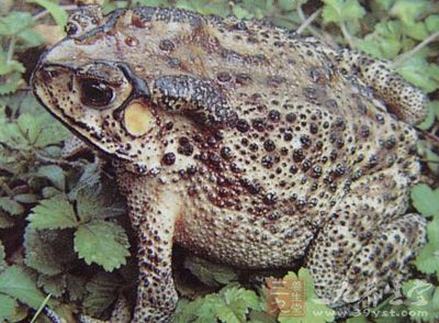 田雞含有豐富的維生素和骨膠原對人體有非常好的功效 田雞含有豐富的維生素和骨膠原對人體有非常好的功效