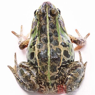 青蛙,又名無尾目是屬於兩棲綱的動物 青蛙,又名無尾目是屬於兩棲綱的動物