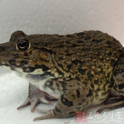 田雞含有豐富的蛋白質、鈣和磷,有助於青少年的生長發育和緩解更年期骨質疏松 田雞含有豐富的蛋白質、鈣和磷,有助於青少年的生長發育和緩解更年期骨質疏松