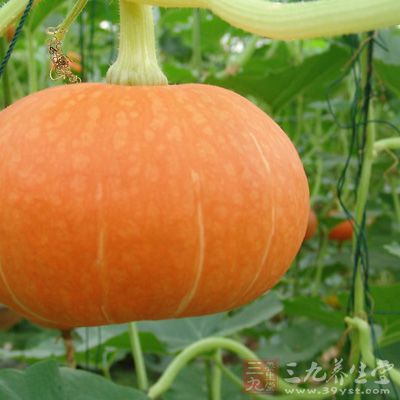 南瓜的營養價值