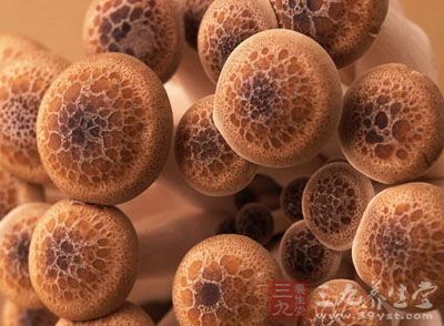 猴頭菇,又名猴頭菌、猴頭、猴頭蘑、刺猬菌、花菜菌、山伏菌、猬菌,外形似猴子的頭,因而得名 猴頭菇,又名猴頭菌、猴頭、猴頭蘑、刺猬菌、花菜菌、山伏菌、猬菌,外形似猴子的頭,因而得名