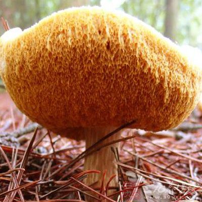 外感和腹瀉患者避免食用猴頭菇 外感和腹瀉患者避免食用猴頭菇
