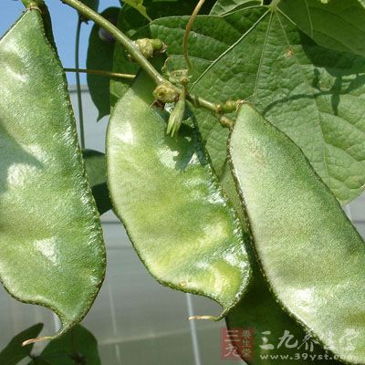 扁豆是甘淡溫和的健脾化濕藥,能健脾和巾,消暑清熱,解毒消腫,適用於脾胃虛弱、便溏腹瀉 扁豆是甘淡溫和的健脾化濕藥,能健脾和巾,消暑清熱,解毒消腫,適用於脾胃虛弱、便溏腹瀉