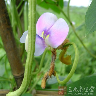 豆角能調理消化系統，消除胸膈脹滿