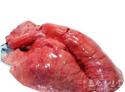 豬肺有補虛、止咳、止血之功效 豬肺有補虛、止咳、止血之功效