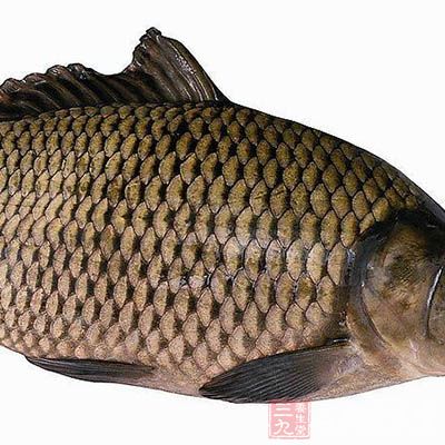 這次用的鯉魚