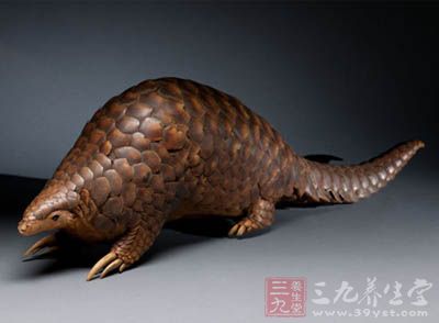 穿山甲怎麼吃