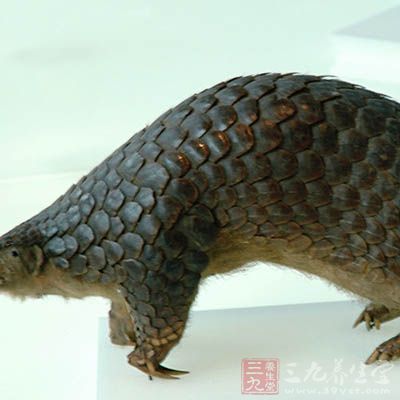 穿山甲750克