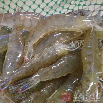 蝦營養豐富，含蛋白質是魚、蛋、奶的幾倍到幾十倍