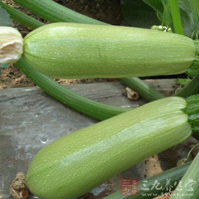 西葫蘆含有較多維生素C、葡萄糖等其他營養物質