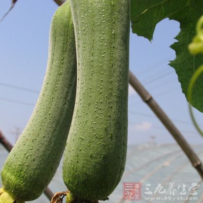 絲瓜全身都是個寶