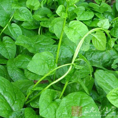 木耳菜味甘、酸、性寒，歸心、肝、脾、大腸、小腸經