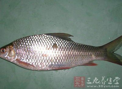 鲮魚的做法 鲮魚的做法