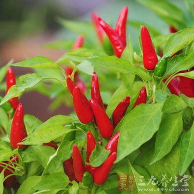 做法:鮮朝天椒100克,鹽、白酒少許 做法:鮮朝天椒100克,鹽、白酒少許