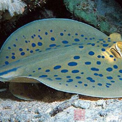 新鮮鳐魚、雞蛋和質量上乘的芡粉(地瓜粉)