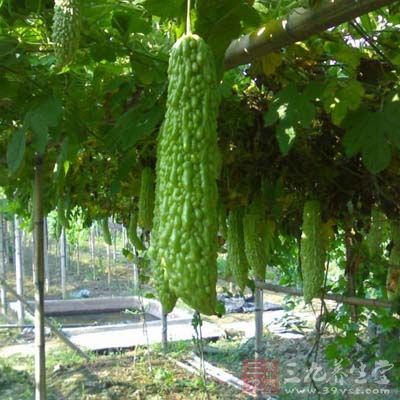 苦瓜還含有一種蛋白脂類物質