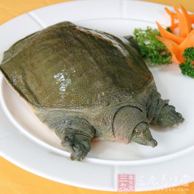 現代醫學認為，甲魚有提高人體免疫功能