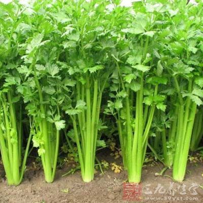 芹菜的營養價值